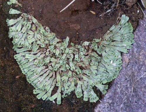 Cliff Waxwort