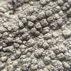 Pertusaria texana