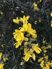 Ulex europaeus