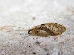 Wesmaelius subnebulosus