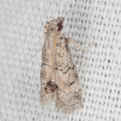 Cacotherapia flexilinealis