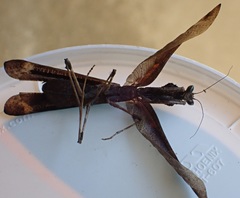 Epaphrodita lobivertex