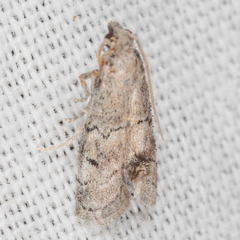 Cacotherapia flexilinealis