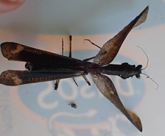 Epaphrodita lobivertex