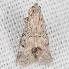 Cacotherapia flexilinealis