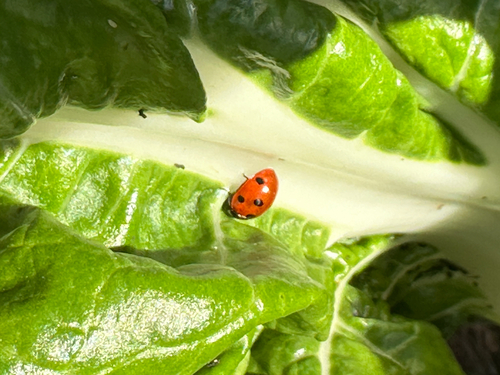 Seven-spotted Lady Beetle