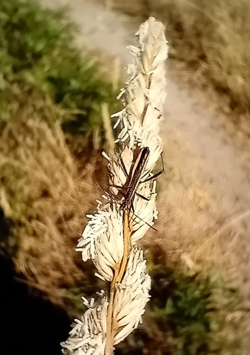 Micrelytra fossularum