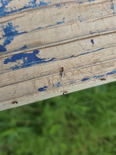 Shiny Acrobat Ant