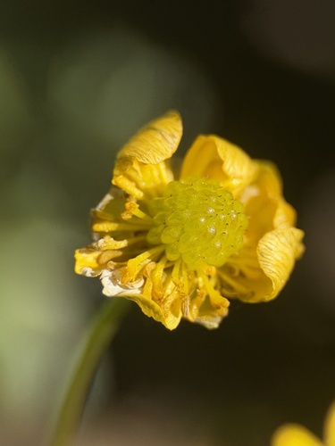 Ranunculus alismifolius, photograph 5
