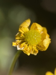 Ranunculus alismifolius, photograph author not stated, no rights reserved