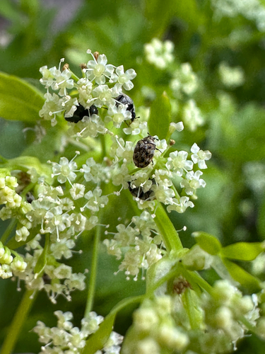 Varied Carpet Beetle