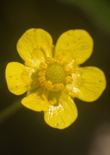Ranunculus alismifolius, photograph 4