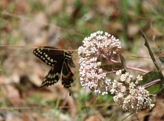 Papilio palamedes palamedes