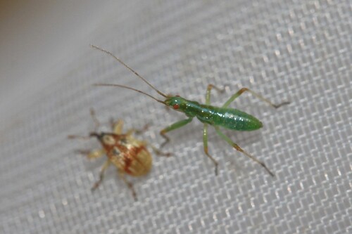 Nabis viridulus