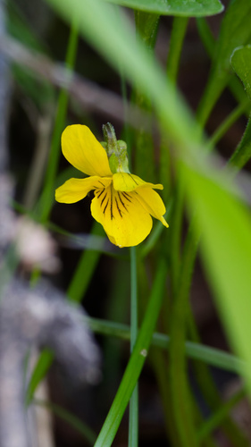 Viola vallicola