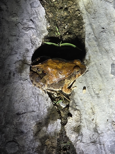 Brown-spotted Dwarf Frog, Physalaemus marmoratus