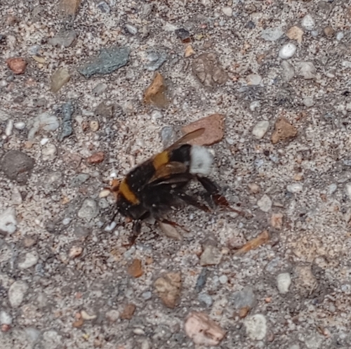 Buff-tailed Bumble Bee