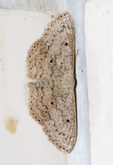 Idaea ptyonopoda