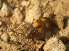 Glischrochilus grandis