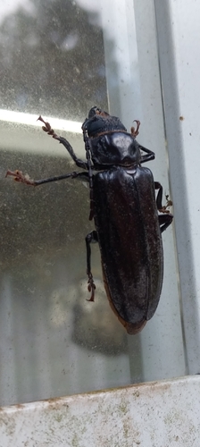 Hardwood Stump Borer