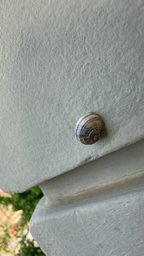 Helix