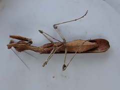 Epaphrodita musarum