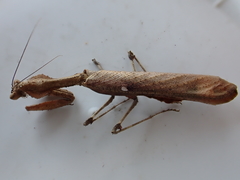 Epaphrodita musarum