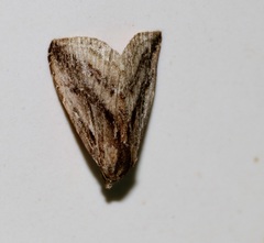 Rivula striatura
