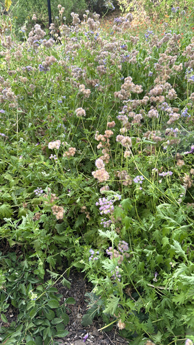 Palmleaf Mistflower
