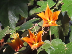 ×chiranthofremontia lenzii