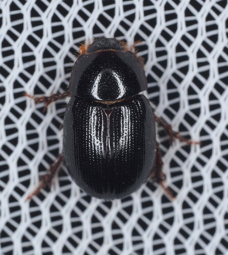 Illiger's Scavenger Scarab