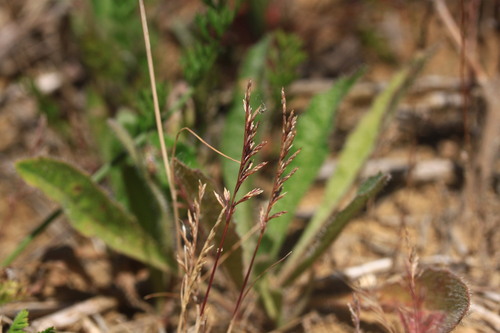 Fern-grass