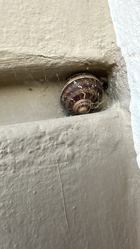 Garden Snail