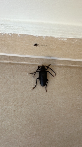 Mesoprionus besikanus