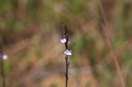 Common vervain