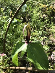 Trillium viridescens