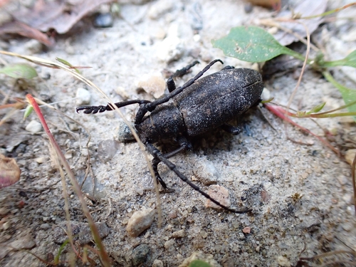 Weaver beetle