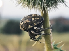 Larinus onopordi