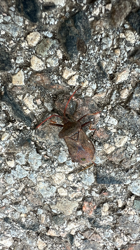 Dock Bug