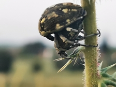 Larinus onopordi