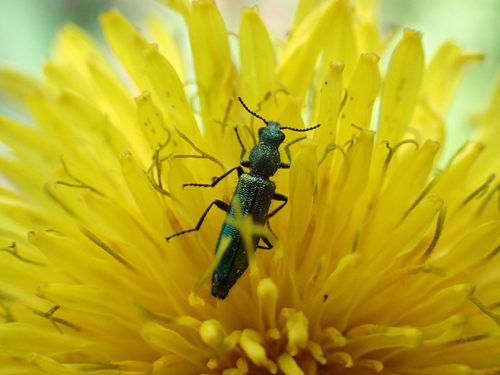 Psilothrix viridicoerulea