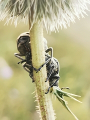 Larinus onopordi