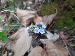 Gentiana capitata