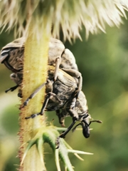 Larinus onopordi