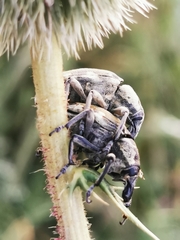 Larinus onopordi