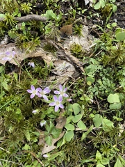 Claytonia virginica