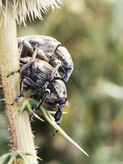 Larinus onopordi