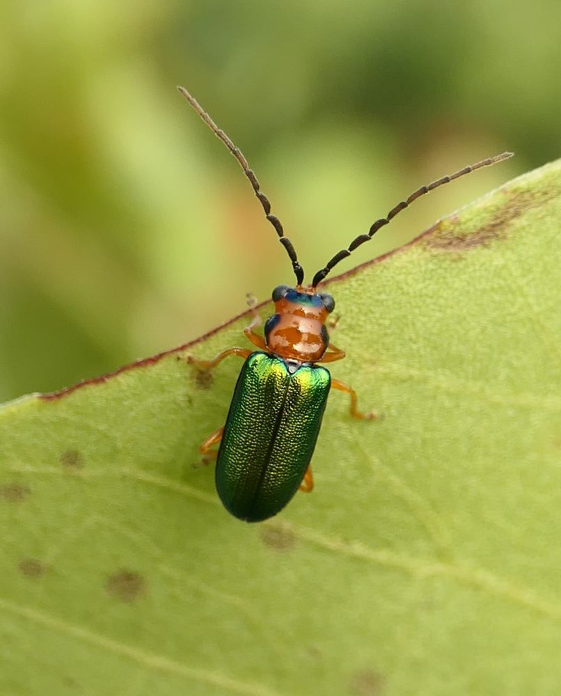 Spilocephalus intermedius