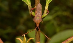 Melucha acutispina