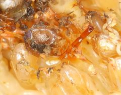 Apocrypta guineensis